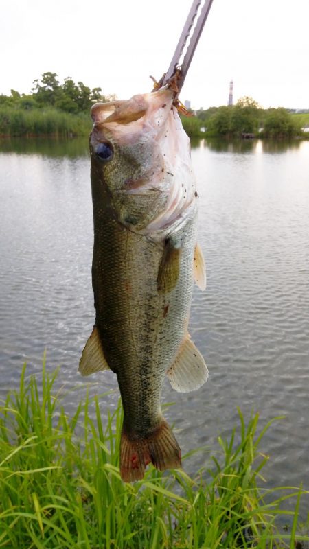 初城北ワンドで40up